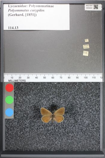 Media type: image;   Entomology 54041